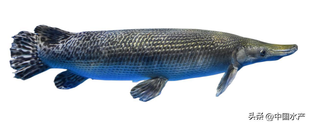 水生外来物种入侵防控工作方案,水生动物防疫