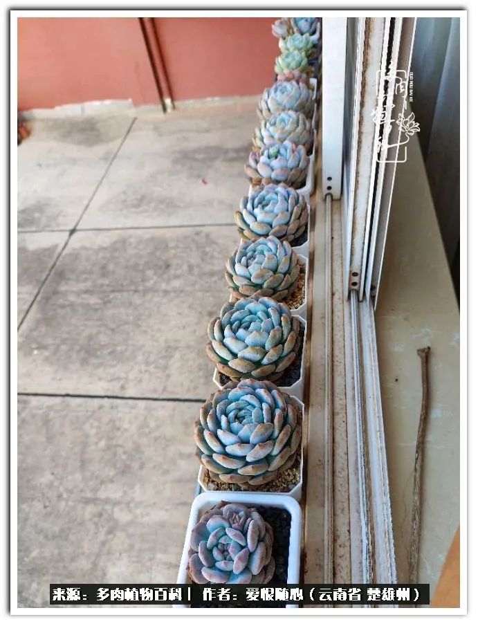 用心种好每一棵多肉,每一棵多肉都是独一无二的