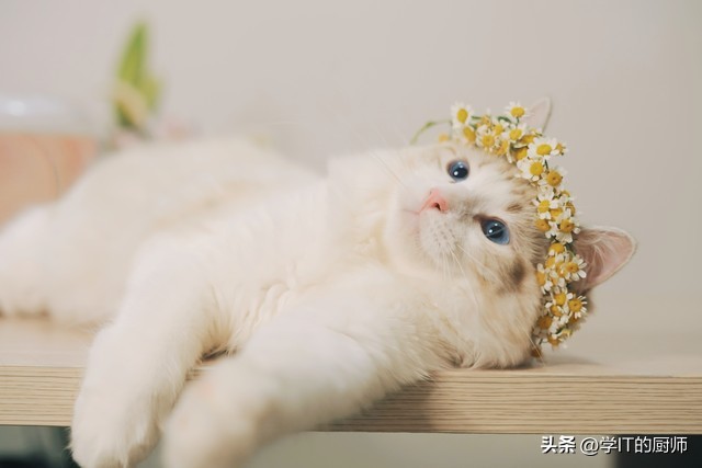 养殖柯尔鸭市场怎么样,柯尔鸭养殖视频教程