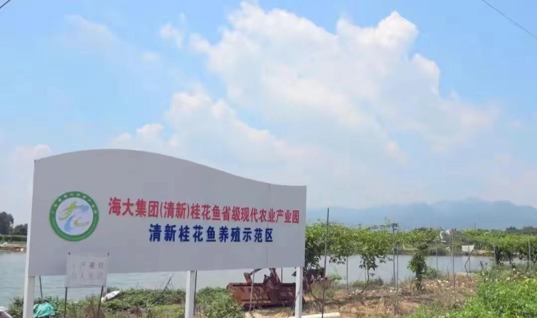 清新桂花鱼之乡,好吃的桂花鱼