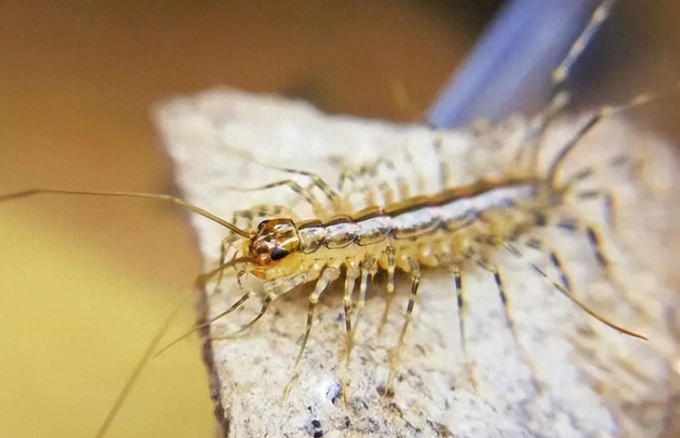 家里有蚰蜒是什么预兆,家里出现蚰蜒是吉是凶