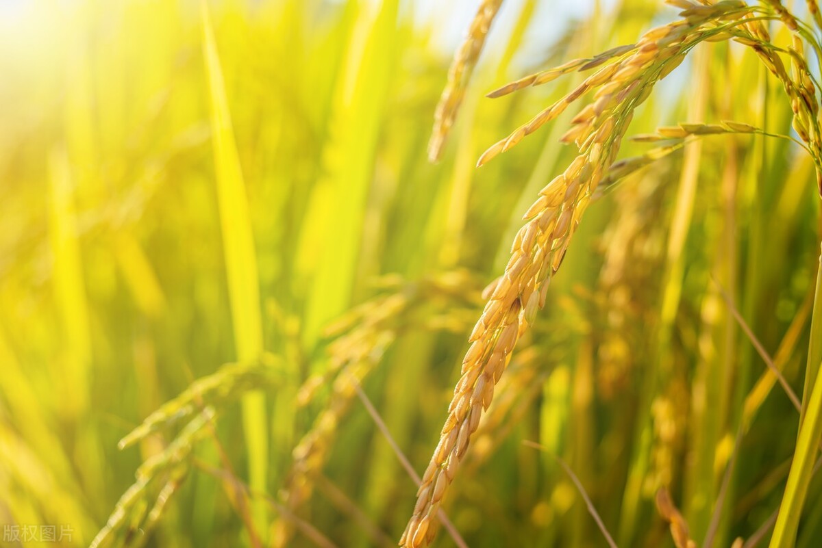 菽稷是什么作物,稻麦黍菽稷分别指什么