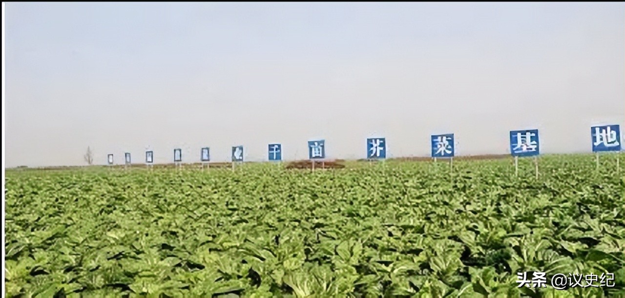 被曝光后的“土坑酸菜”，你还敢吃吗？