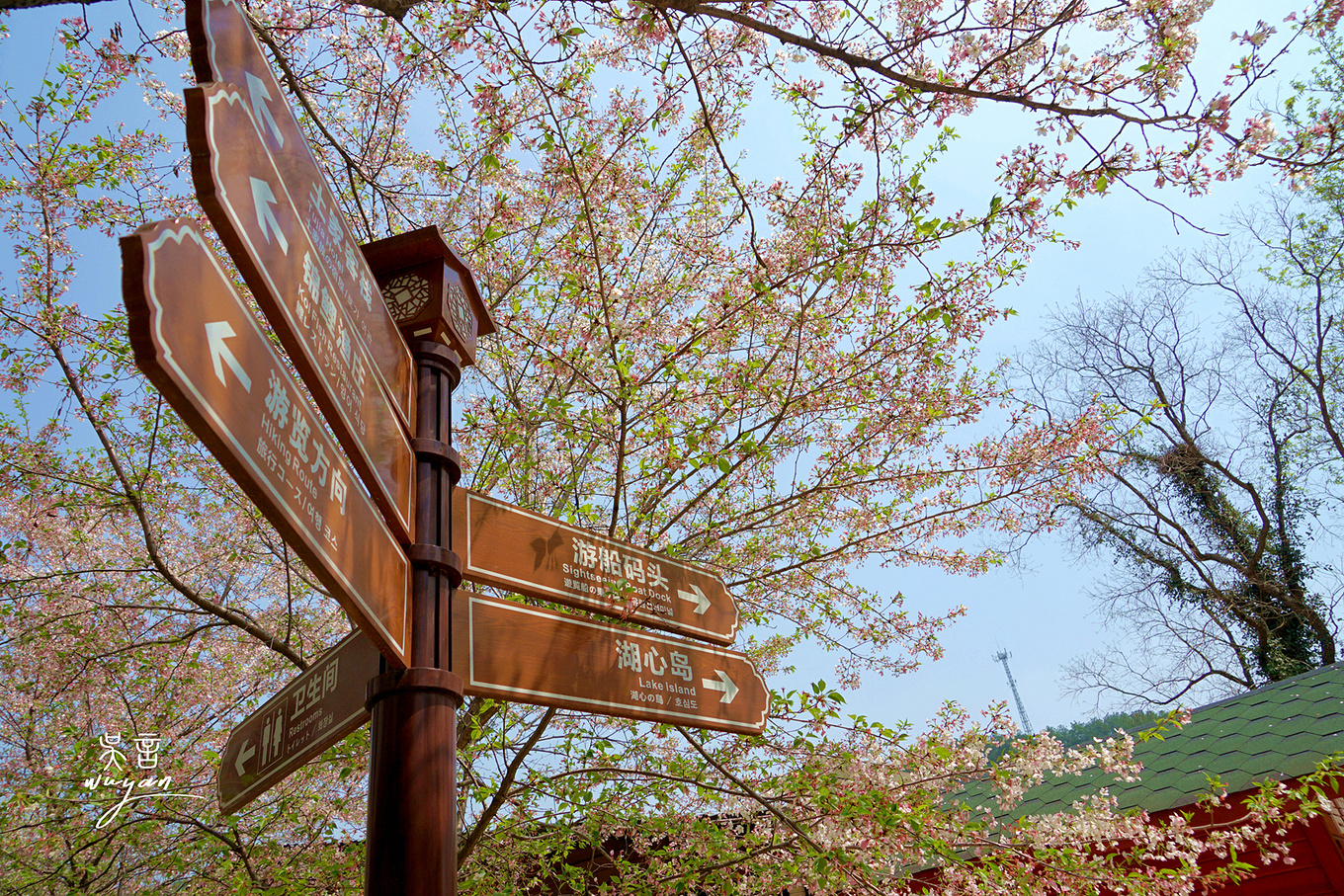 武汉看樱花半日游,武汉看樱花一日游