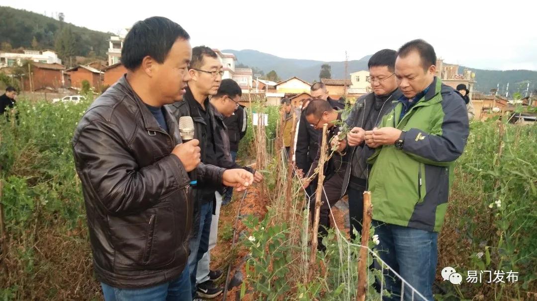 易门豌豆种子,易门种植专用农业产品