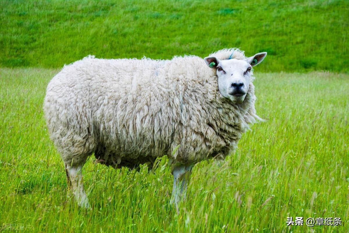 消费者薅羊毛,如何薅大众点评的羊毛