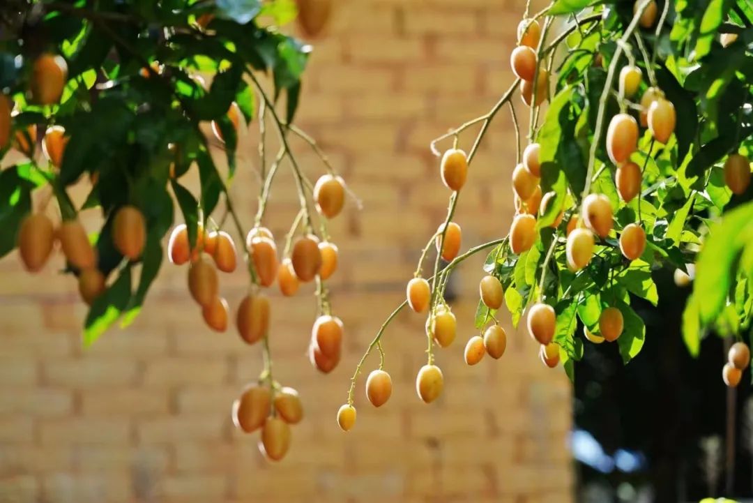 一身“正气”挡热气，郁南黄皮正当时！