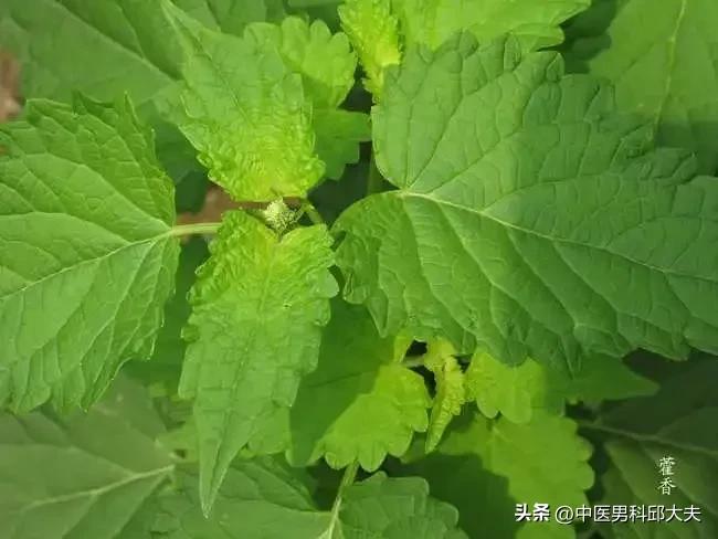 清三焦湿热健脾,一个滋阴又祛湿的方子