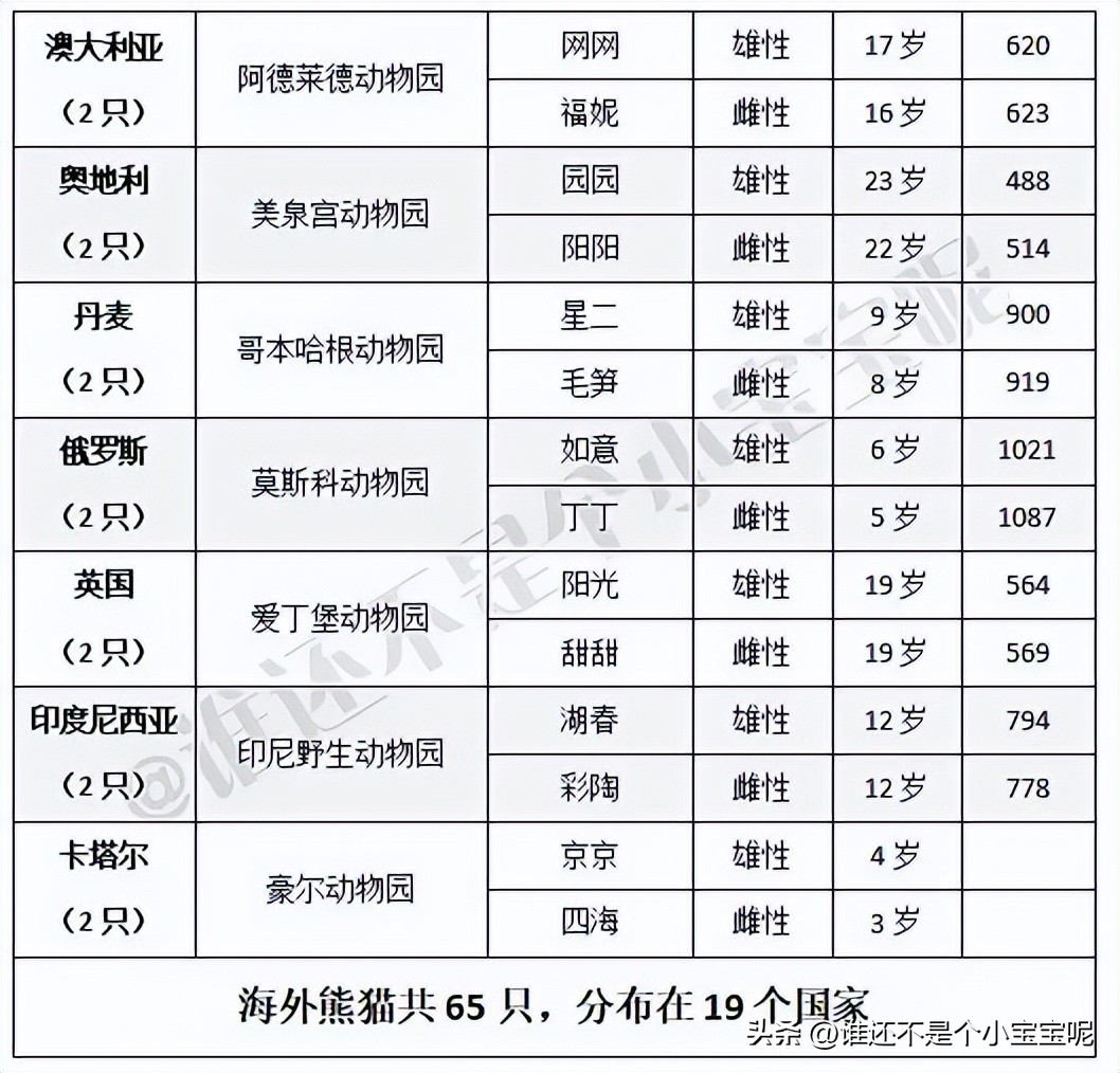 目前在国外的大熊猫有几只,大熊猫国外租借了多少只