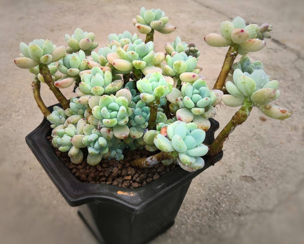 高温养兰注意事项,高温多肉怎么养