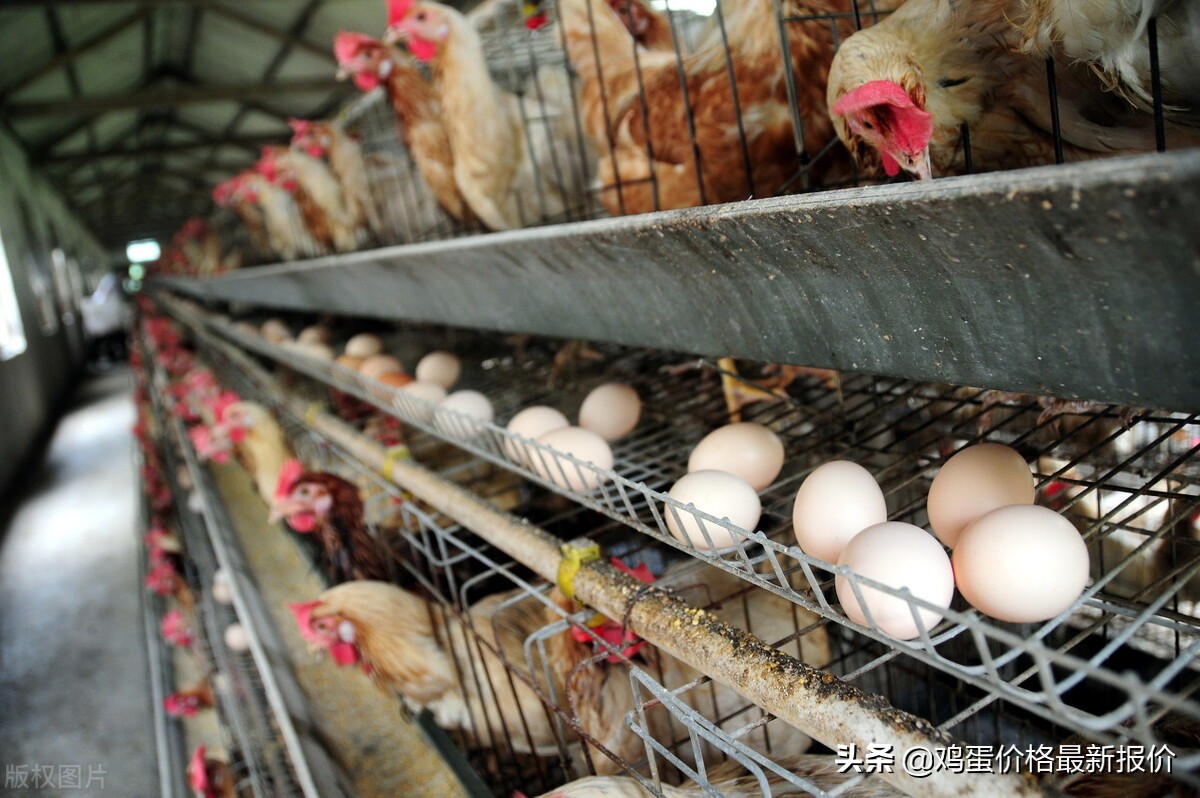 2019年6月12号馆陶鸡蛋价格,馆陶金凤市场鸡蛋价格多少钱一箱