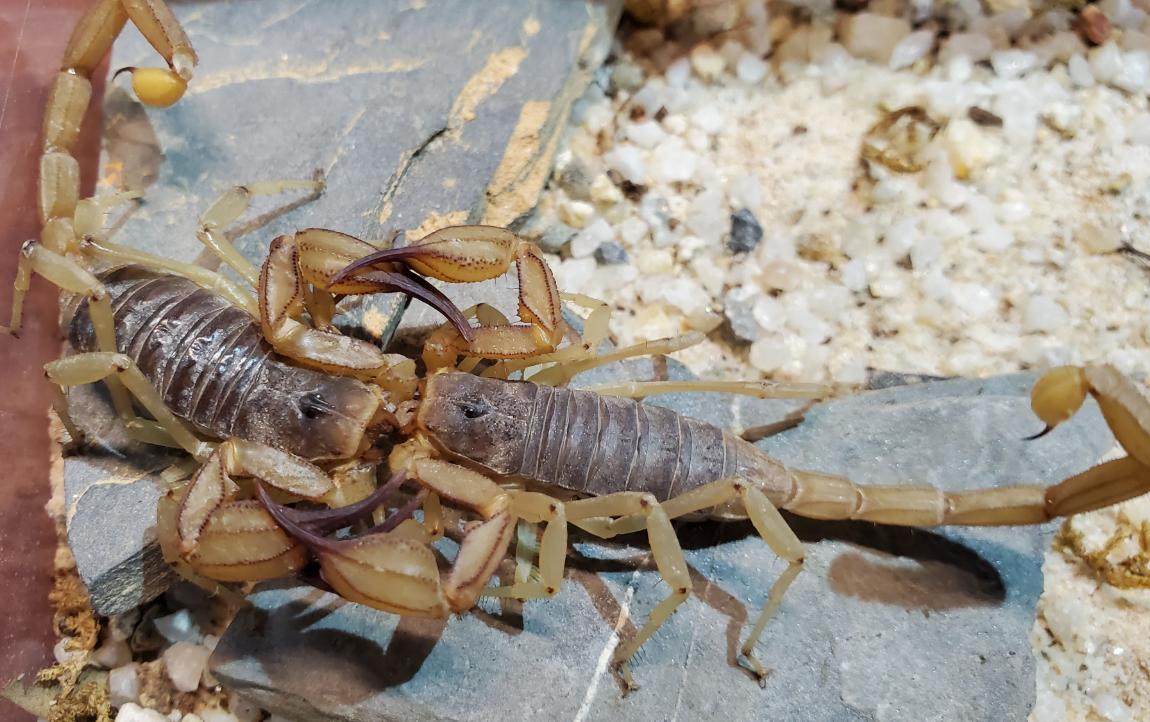 不同蝎子的生存温度,不同物种的蝎子