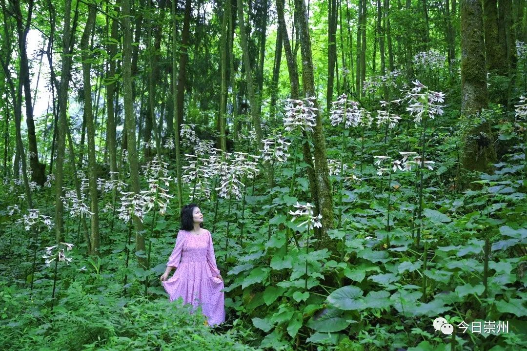 崇州山里的野百合图片,成都大邑野百合花海美景图