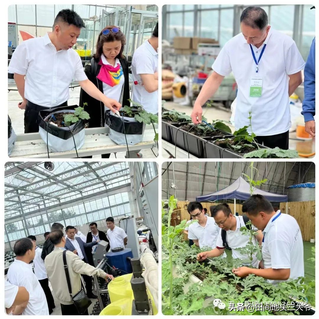 寿光中荷无土栽培基地,山东寿光中荷无土栽培