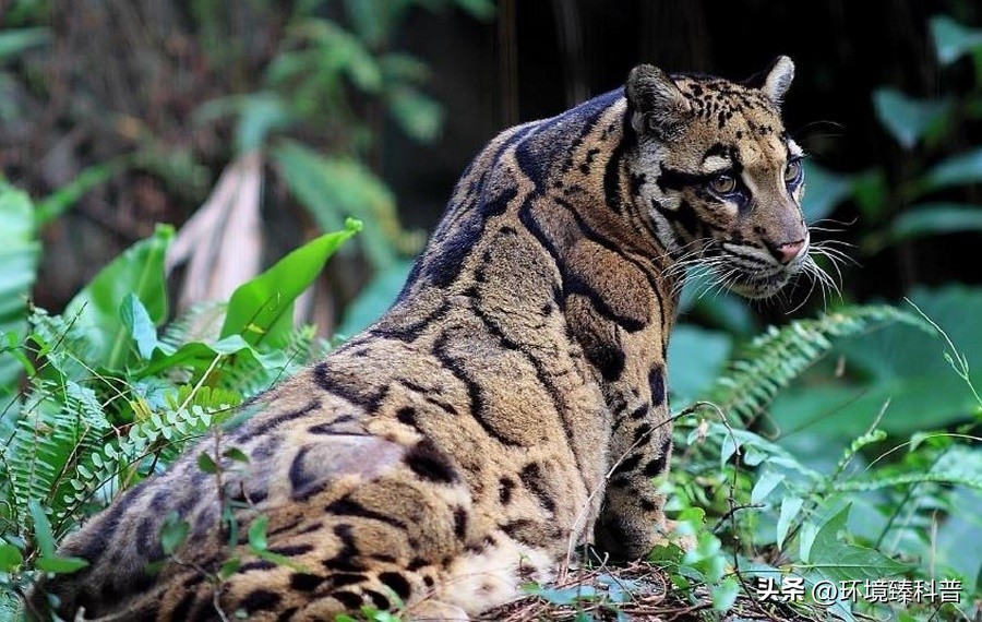 盘点中国拥有的14项世界自然遗产，是否有你的家乡