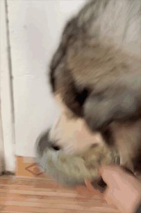 狗狗看见晒的腊肉香肠馋得直跳脚,狗子眼红主人吃肉