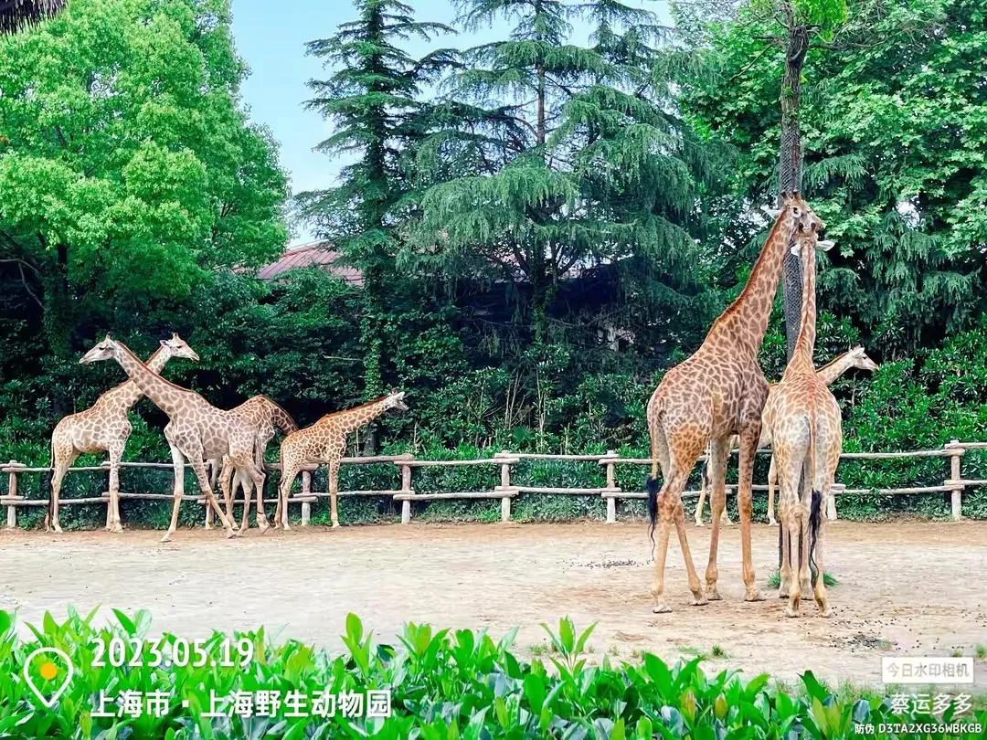 中国最大的野生动物园是哪个城市,中国最大野生动物园