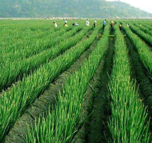 百合科葱属植物都有什么,植物学授课视频