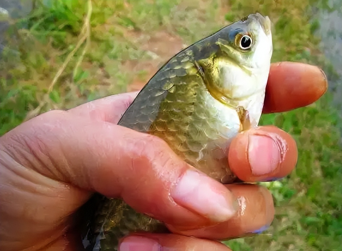 盘点八种正在消失的河鲜,常见的河鲜有哪些