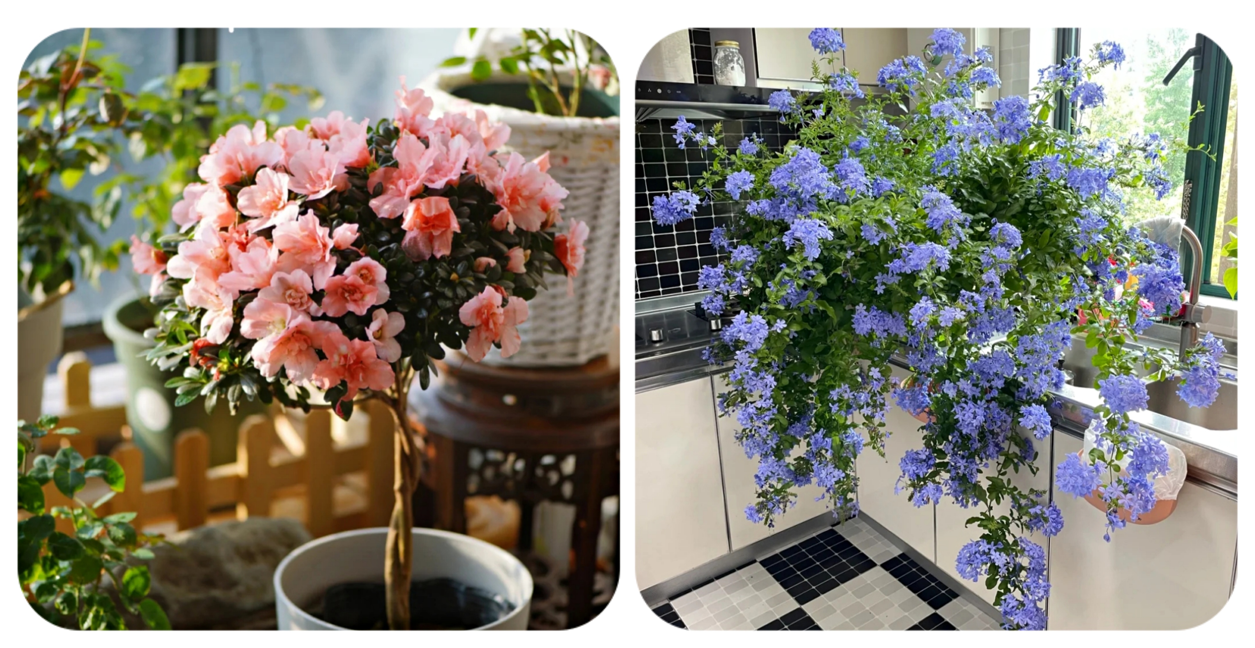 100个阳台养什么花好,100种阳台养的花草