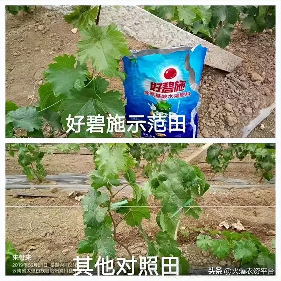 氨基酸肥料的9大优势,做农资需要掌握的知识