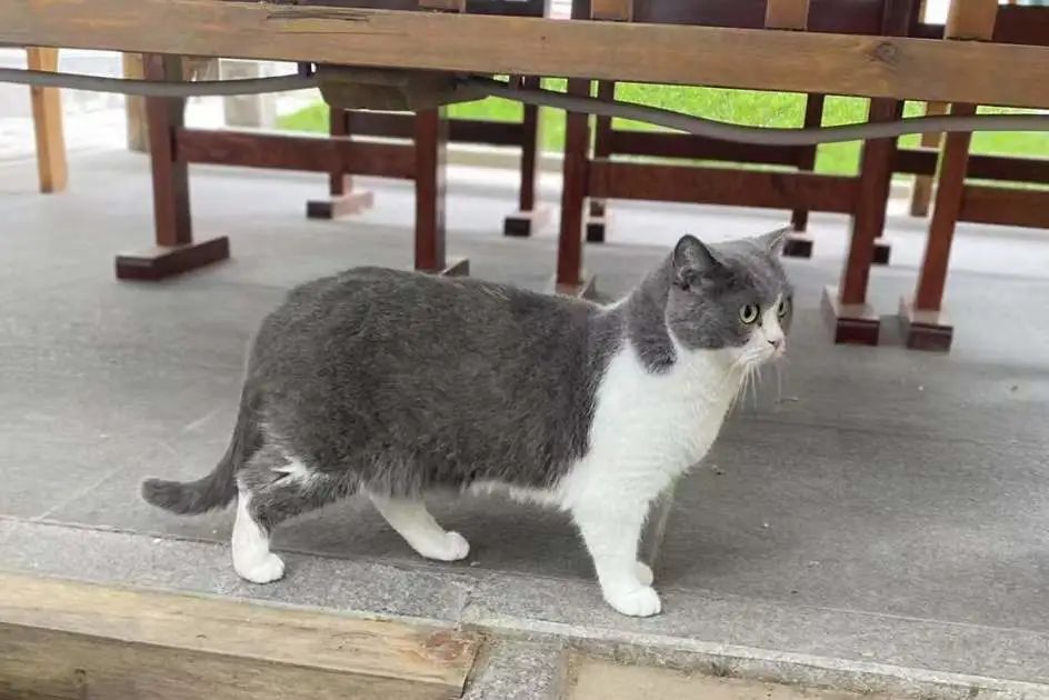 社恐小猫咪的安全感,社恐小猫咪为什么突然想出门了