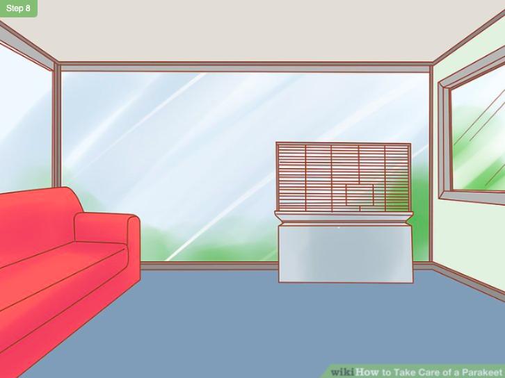 怎么照顾虎皮幼鸟,怎么照料小虎皮鹦鹉