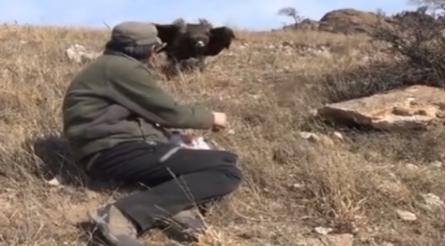 辽宁男子救助秃鹫,沈阳救助秃鹫