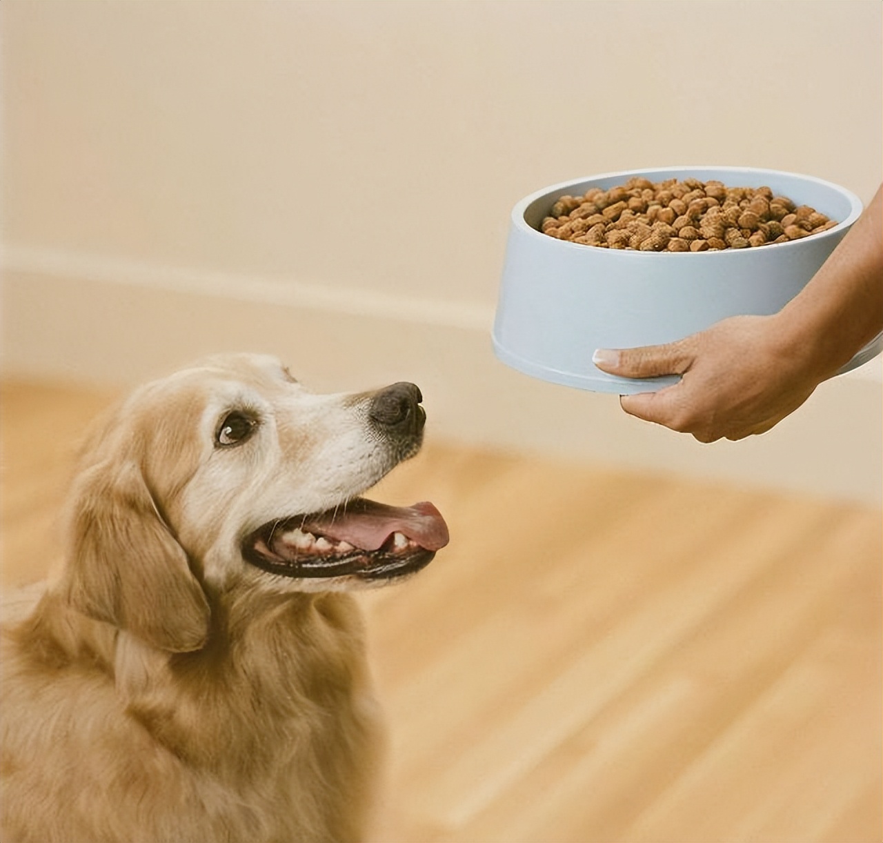 养狗推荐小型品种狗粮,养狗人用的狗粮有哪些品牌