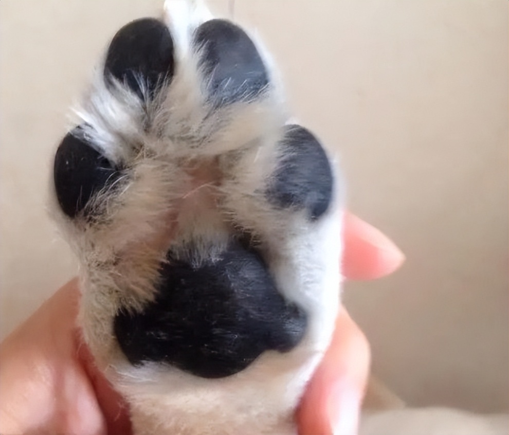 狗狗脱水是什么症状,狗狗脱水了是什么症状