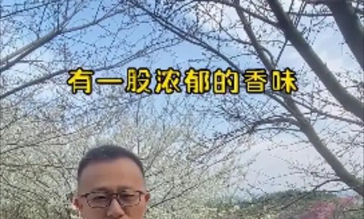 螺蛳粉味儿的樱花,带螺蛳粉味的樱花