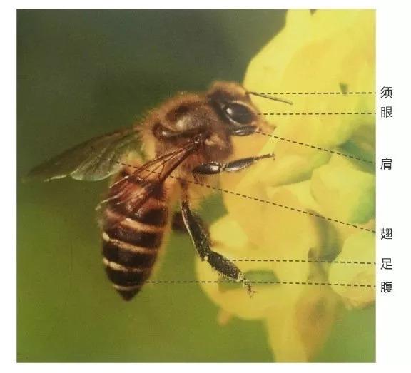 中国最大蜜蜂蜂巢,蜜蜂最高能飞几楼