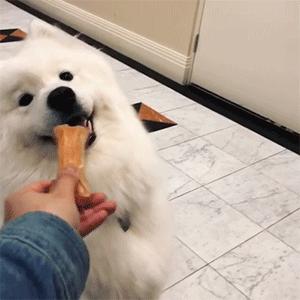 狗狗挑食怎么办最有效的方法,怎么纠正狗狗挑食的习惯