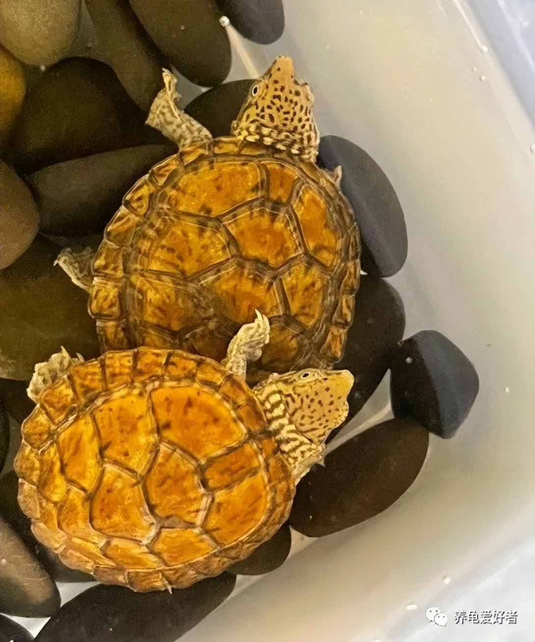 亚洲巨龟养几个,指甲盖大的龟