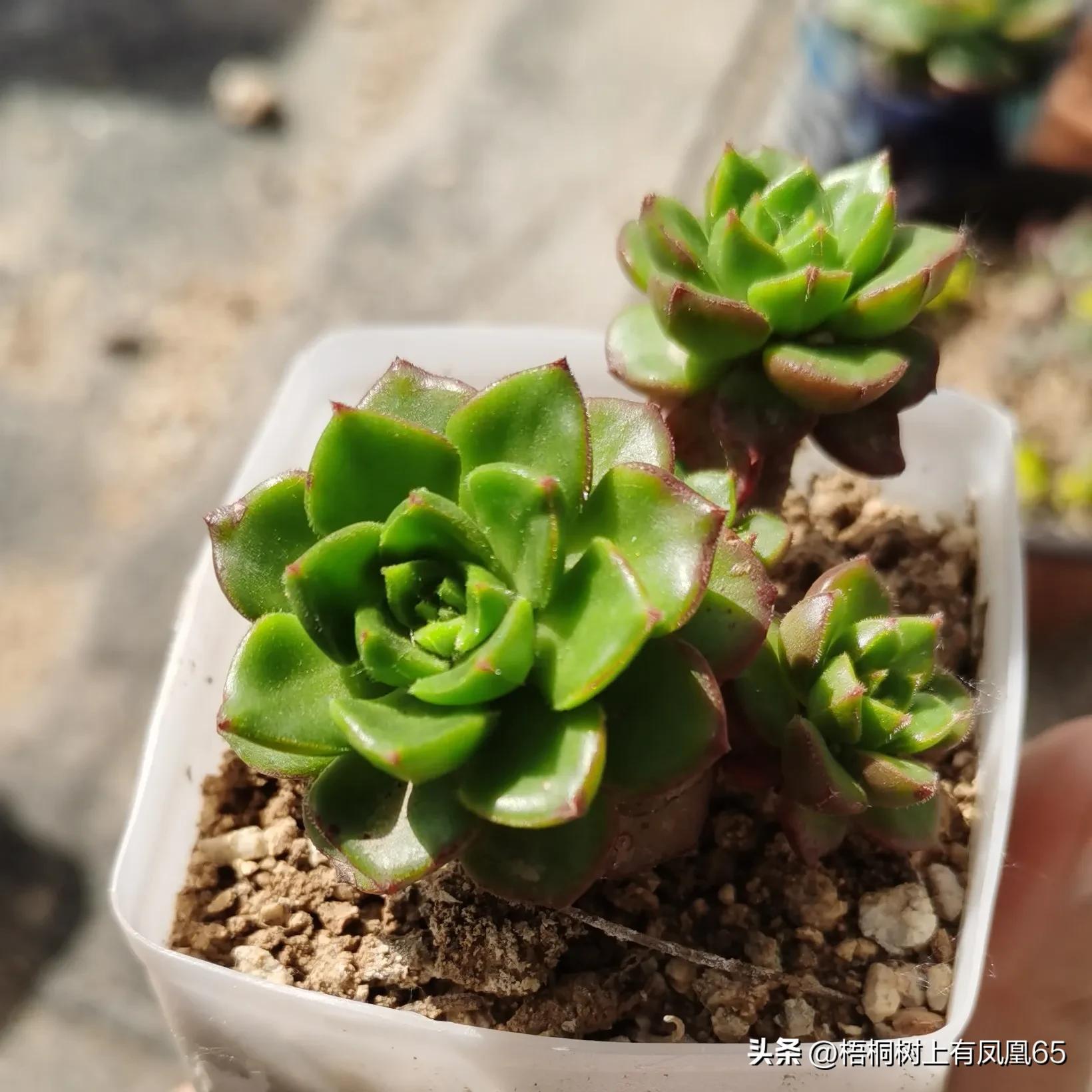 不好也不坏下一句,火焰蒂亚为什么不红