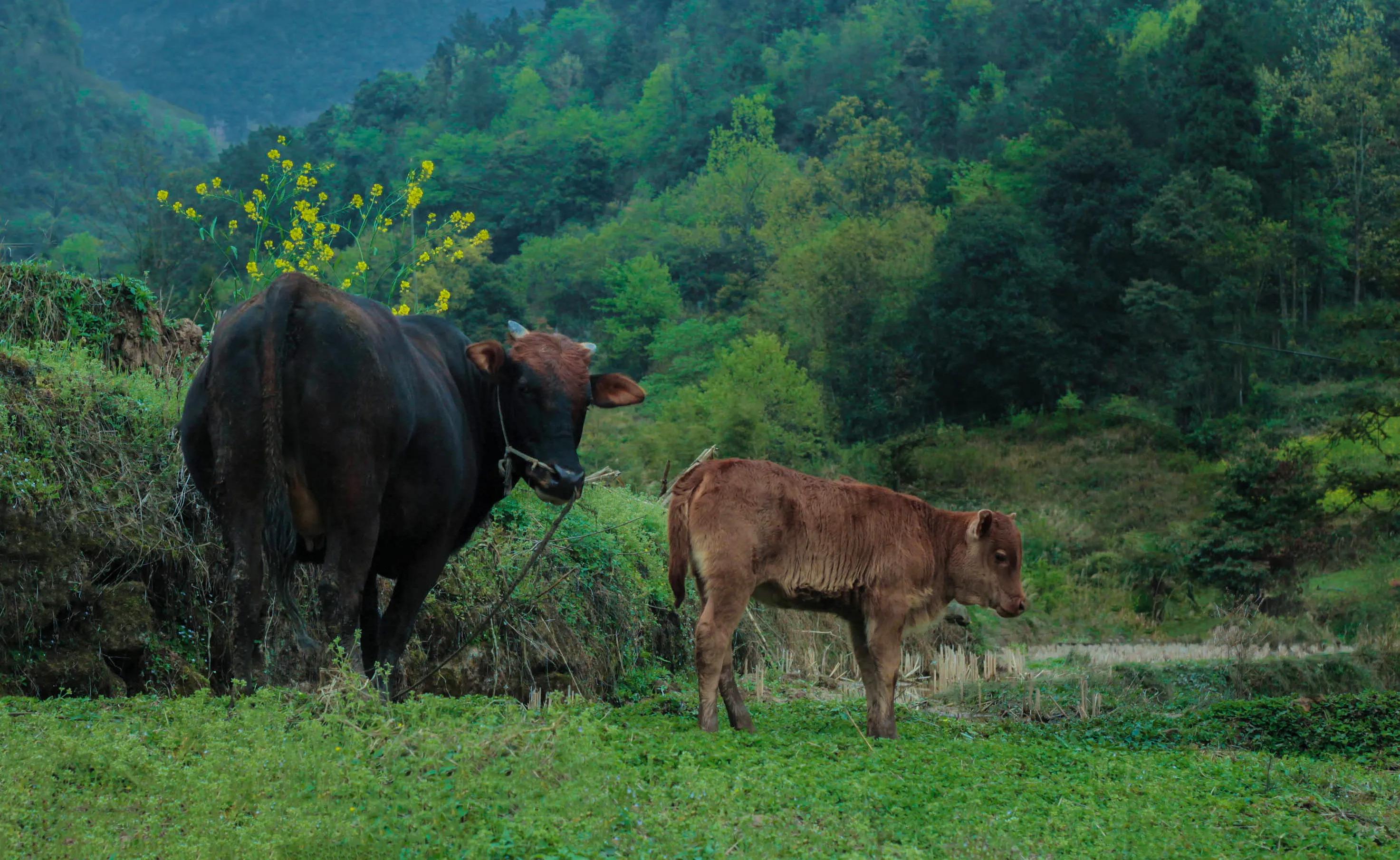 贵州真实山沟沟里风景,贵州大山深处旅游