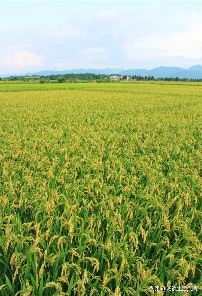 冬月初一下雨是什么预兆,冬月初一下雨天什么预兆