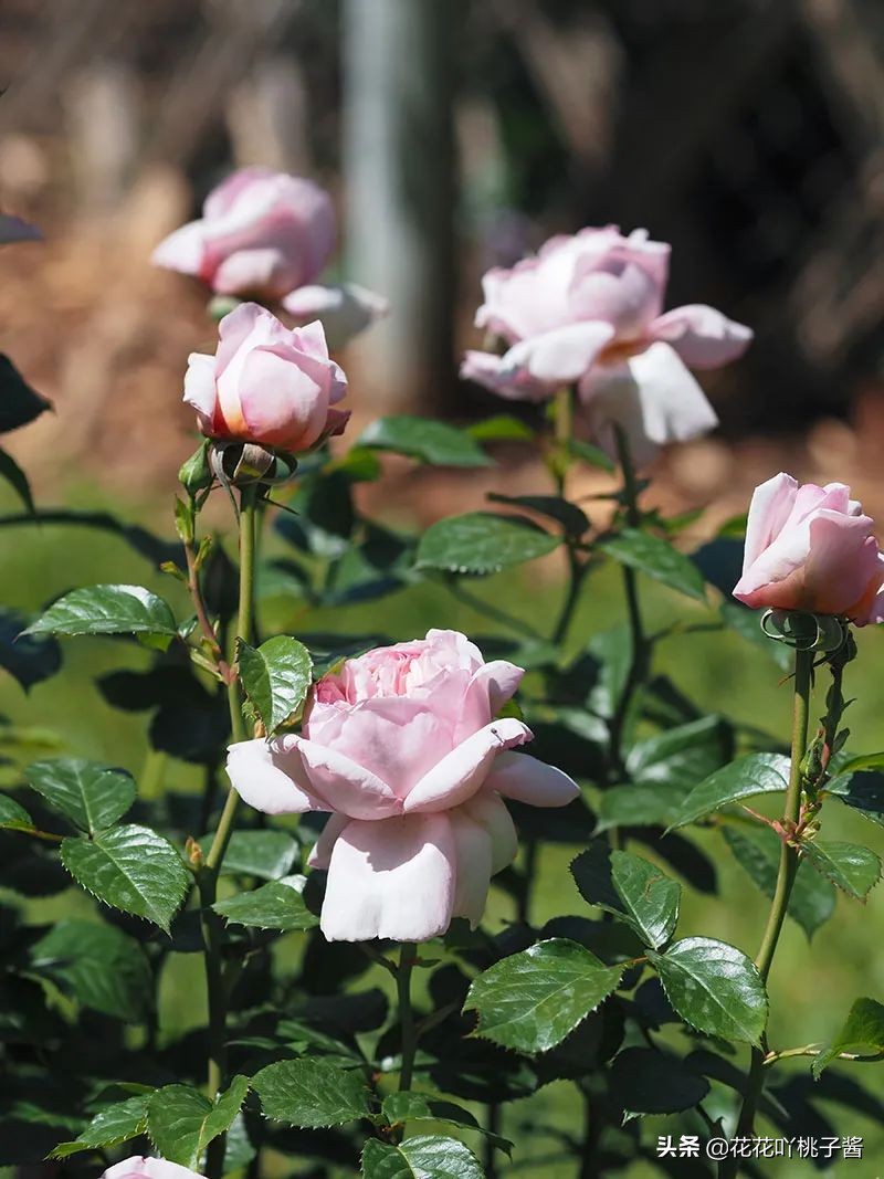 2019月季新品种金奖,超新品月季有哪些品种