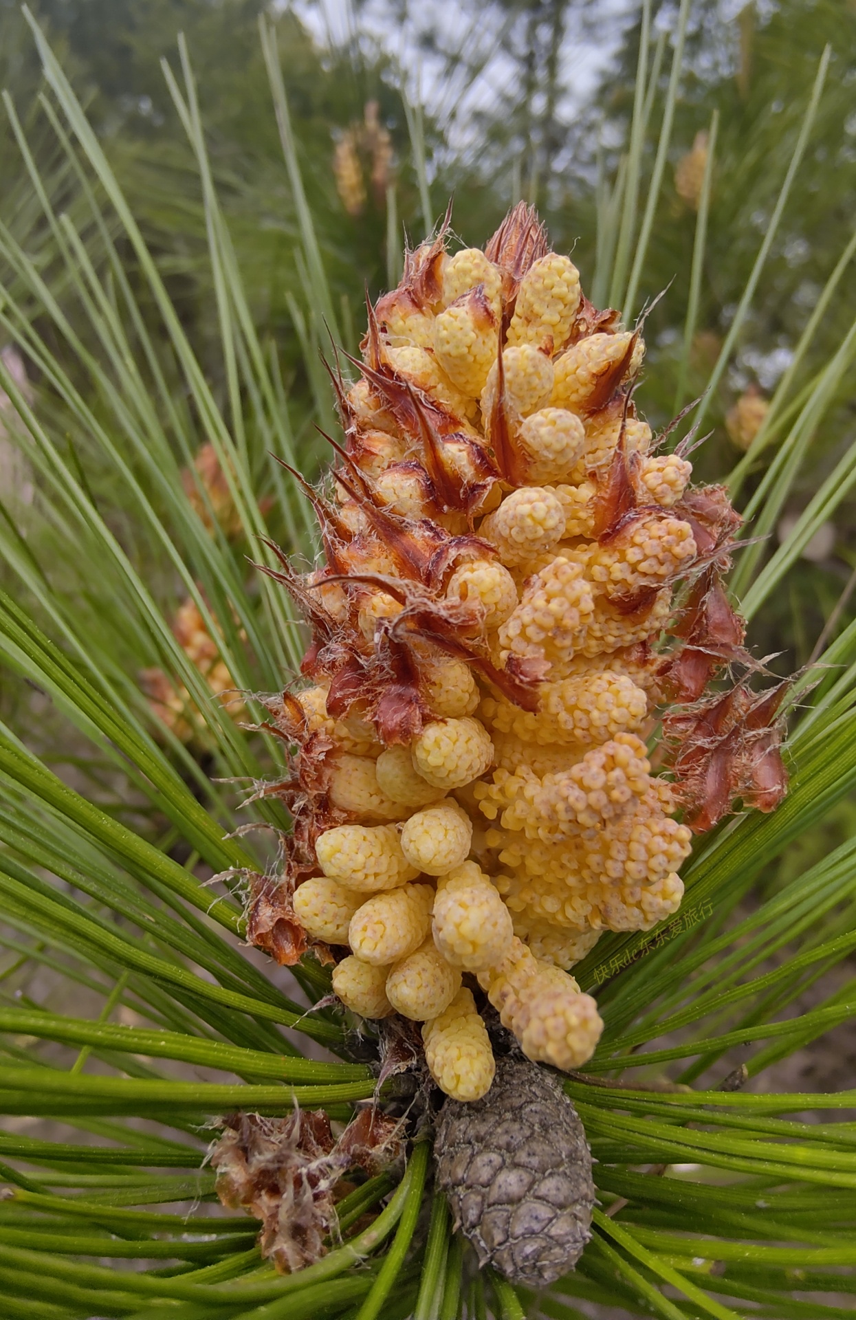 大家纷纷出去赏樱花，我却和老婆偷偷去山里看松树花，收获如何？