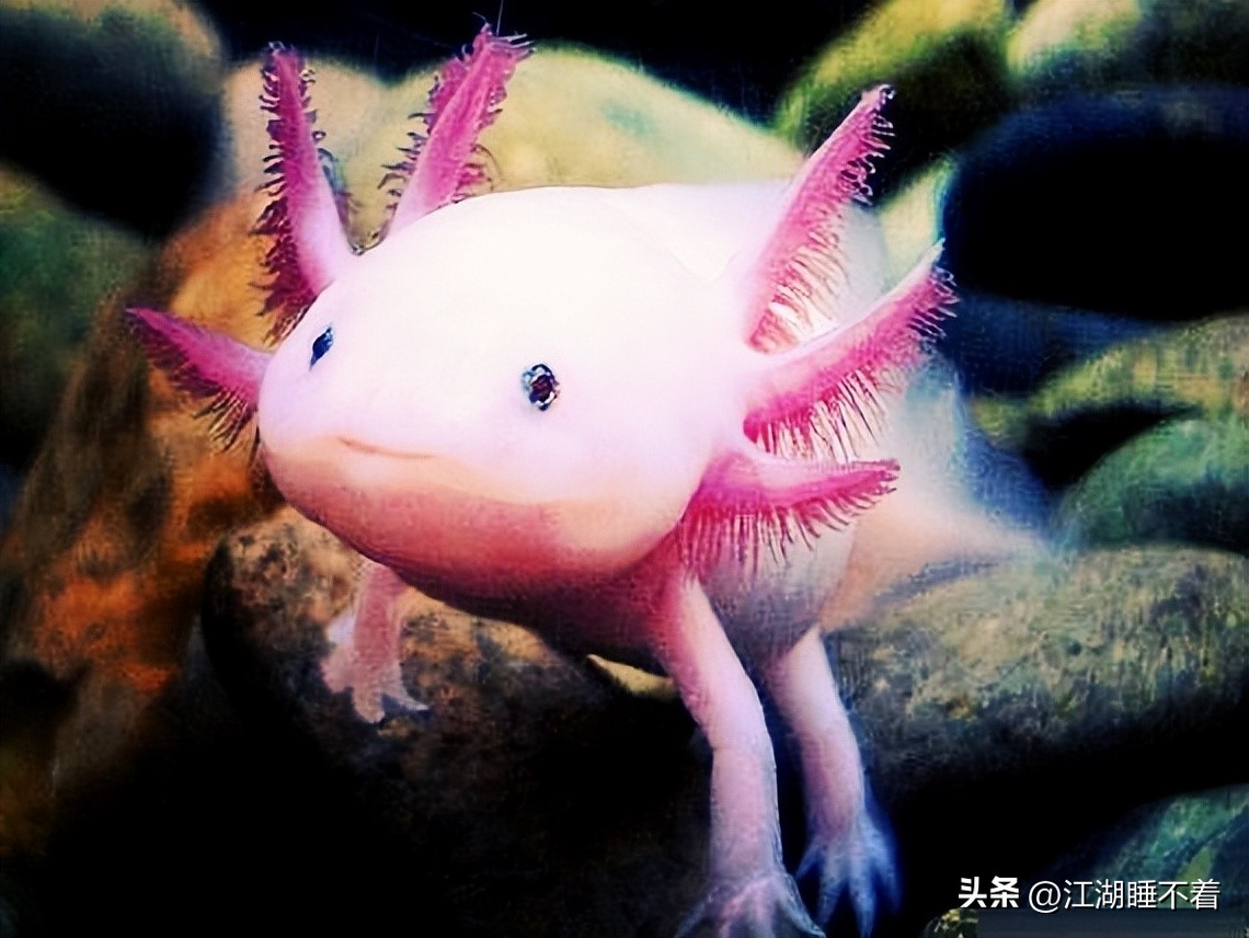 六角恐龙断腿可以再生吗,六角恐龙鱼受伤了有再生功能吗