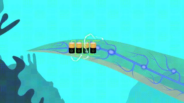 2亿年进化了6次，号称“水下高压电”的电鳗，为何被吃到濒危？