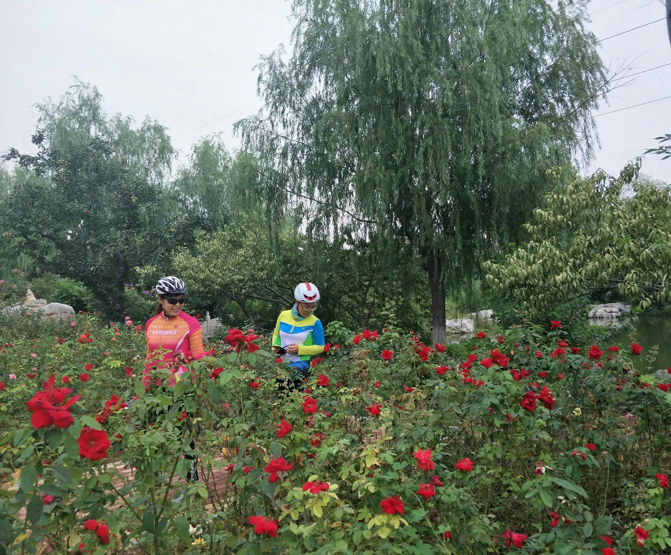 山东平阴玫瑰之乡,平阴玫瑰之乡