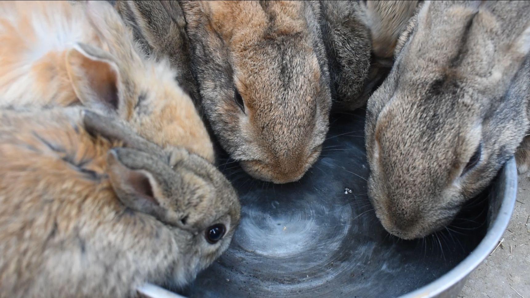 养殖肉兔都有哪些疾病,养兔的疾病治疗费用多少钱