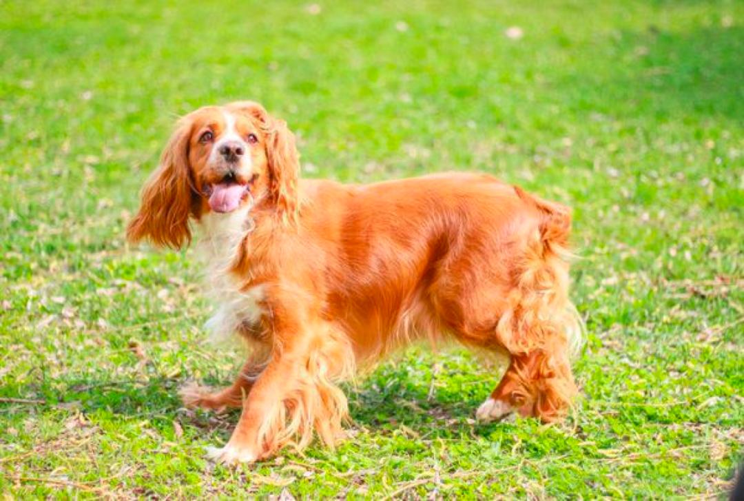 适合家里有宝宝的养的狗狗品种,家里有小孩子最适合养的八种狗狗