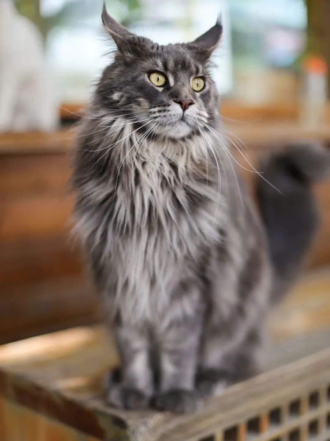 毛森森,观复猫毛森森