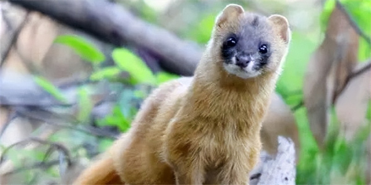 黄鼠狼为什么不能叫黄鼠狼,黄鼠狼到底有没有科学依据