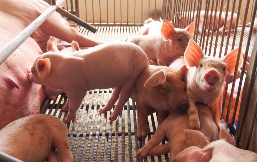 母猪产前怎么预防流产,母猪有流产现象用什么药物防流产