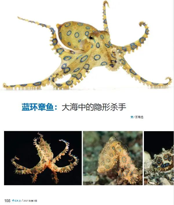 蓝环章鱼禁止贩卖吗,剧毒蓝环章鱼能卖吗