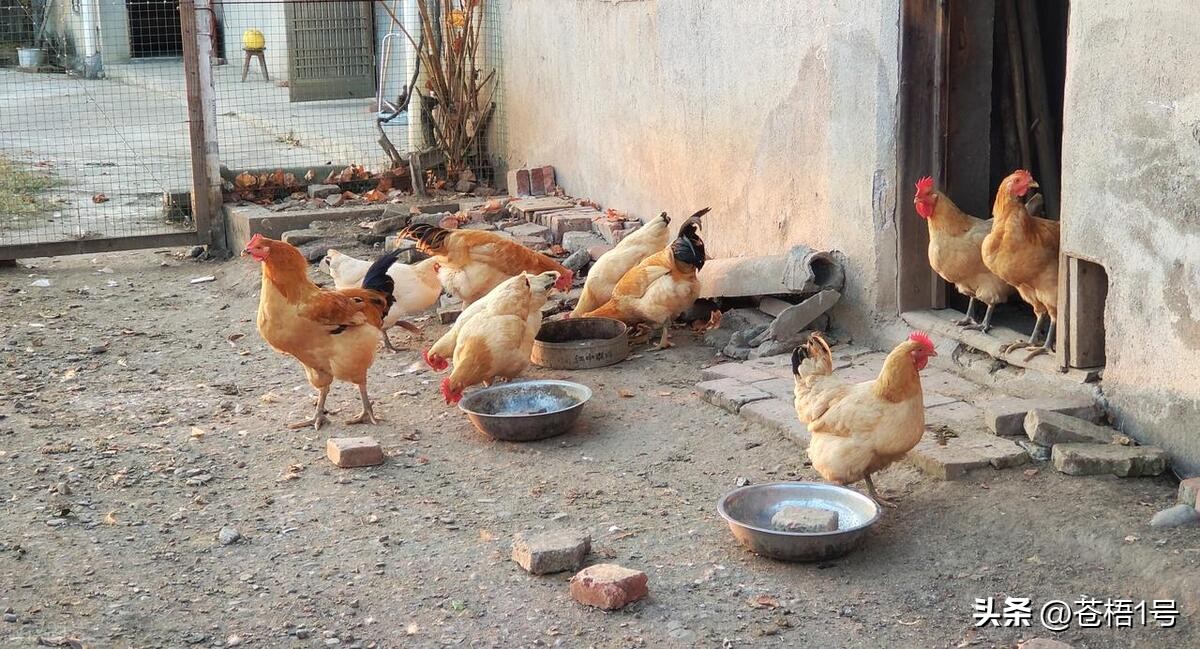 养鸡厂鸡荒怎么治疗,养鸡达人治鸡白痢的方法