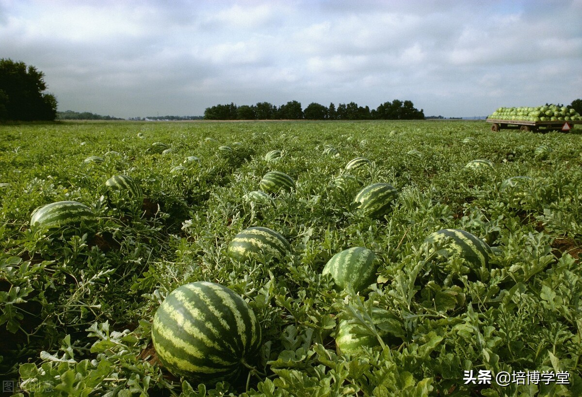 西瓜之乡东明西瓜价格,西瓜之乡宣传